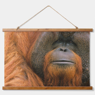 Portrait of Orang-utang Male, Georgia, USA Hanging Tapestry