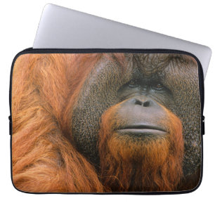 Portrait of Orang-utang Male, Georgia, USA Laptop Sleeve