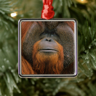 Portrait of Orang-utang Male, Georgia, USA Metal Tree Decoration