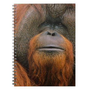 Portrait of Orang-utang Male, Georgia, USA Notebook