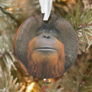 Portrait of Orang-utang Male, Georgia, USA Ornament