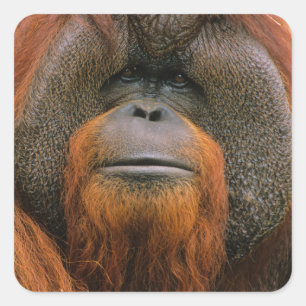 Portrait of Orang-utang Male, Georgia, USA Square Sticker