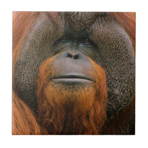 Portrait of Orang-utang Male, Georgia, USA Tile
