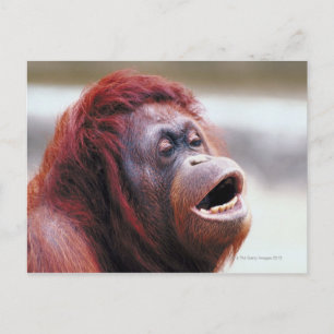 Portrait of orangutan postcard