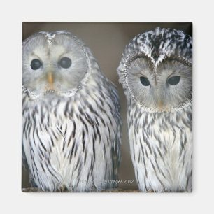 Portrait of owls magnet