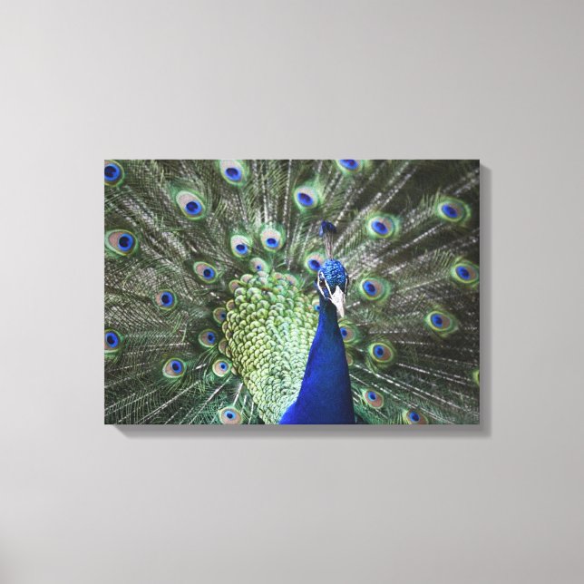 Portrait Of  Peacock With Feathers Out Canvas Print (Front)