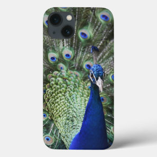Portrait Of  Peacock With Feathers Out iPhone 13 Case