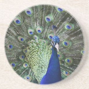 Portrait Of  Peacock With Feathers Out Coaster
