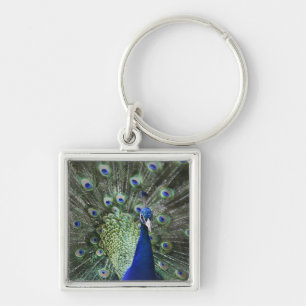 Portrait Of Peacock With Feathers Out Key Ring