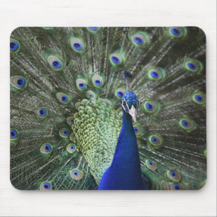 Portrait Of Peacock With Feathers Out Mouse Mat