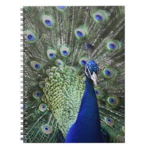 Portrait Of  Peacock With Feathers Out Notebook