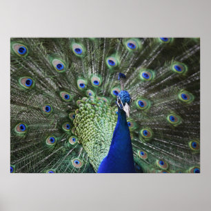 Portrait Of Peacock With Feathers Out Poster