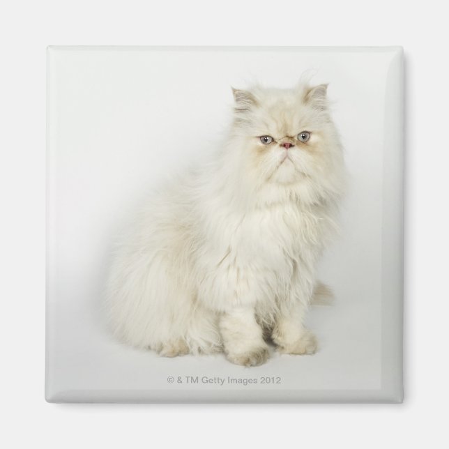 Portrait of Persian cat Magnet (Front)