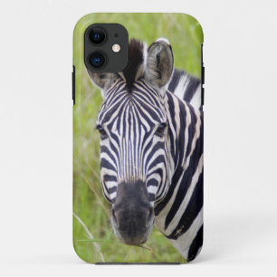 Portrait Of Plains Zebra, Hluhluwe-Umfolozi Game iPhone 11 Case