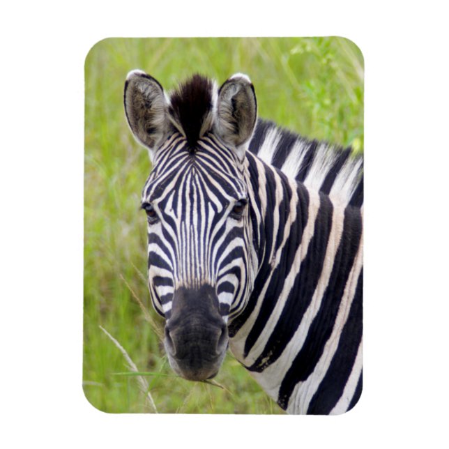 Portrait Of Plains Zebra, Hluhluwe-Umfolozi Game Magnet (Vertical)