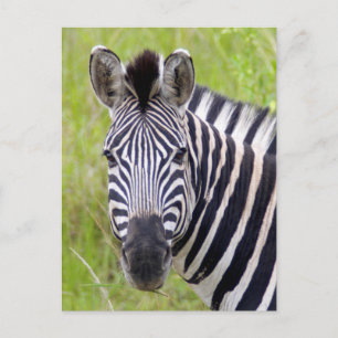 Portrait Of Plains Zebra, Hluhluwe-Umfolozi Game Postcard