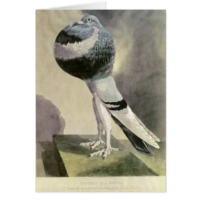 Portrait of Pouter Pigeon (Front)