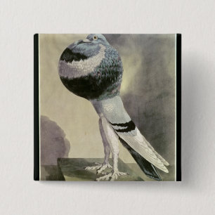 Portrait of Pouter Pigeon 15 Cm Square Badge