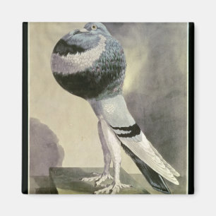 Portrait of Pouter Pigeon Magnet