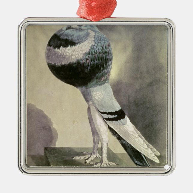 Portrait of Pouter Pigeon Metal Tree Decoration (Front)
