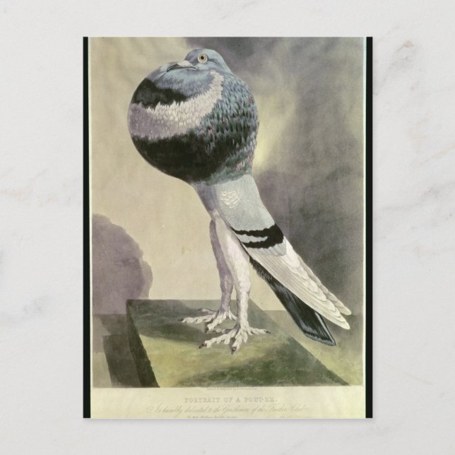 Portrait of Pouter Pigeon Postcard (Front)
