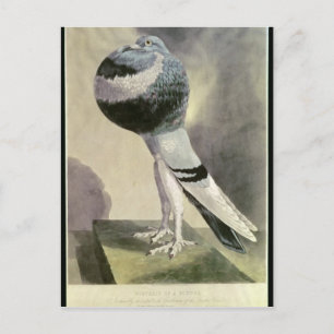 Portrait of Pouter Pigeon Postcard