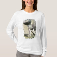 Portrait of Pouter Pigeon