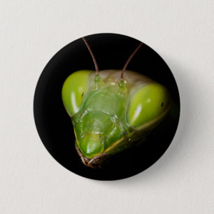 Portrait of praying mantis 6 cm round badge