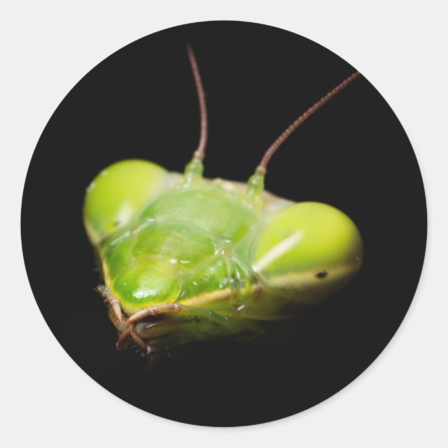 Portrait of praying mantis classic round sticker (Front)