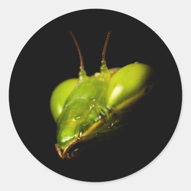Portrait of praying mantis classic round sticker (Front)