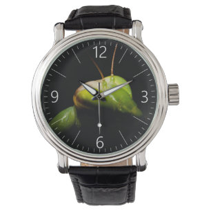 Portrait of praying mantis watch