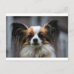 Portrait of purebred Papillon dog Postcard