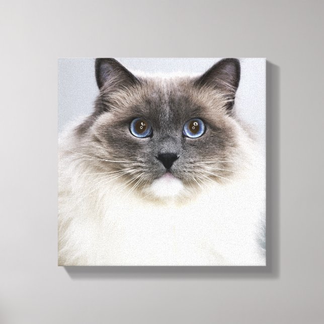 Portrait of Ragdoll cat Canvas Print (Front)