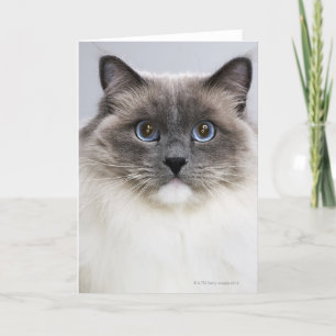 Portrait of Ragdoll cat Card