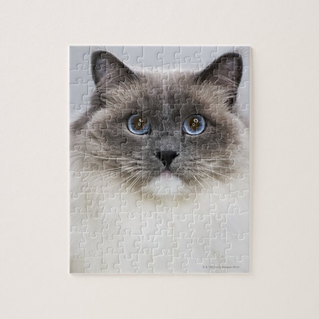 Portrait of Ragdoll cat Jigsaw Puzzle (Vertical)