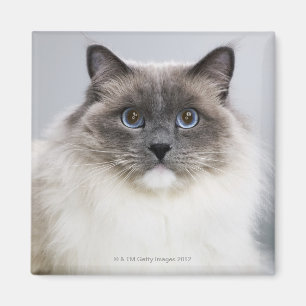 Portrait of Ragdoll cat Magnet