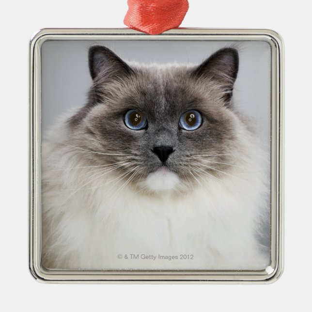Portrait of Ragdoll cat Metal Tree Decoration (Front)