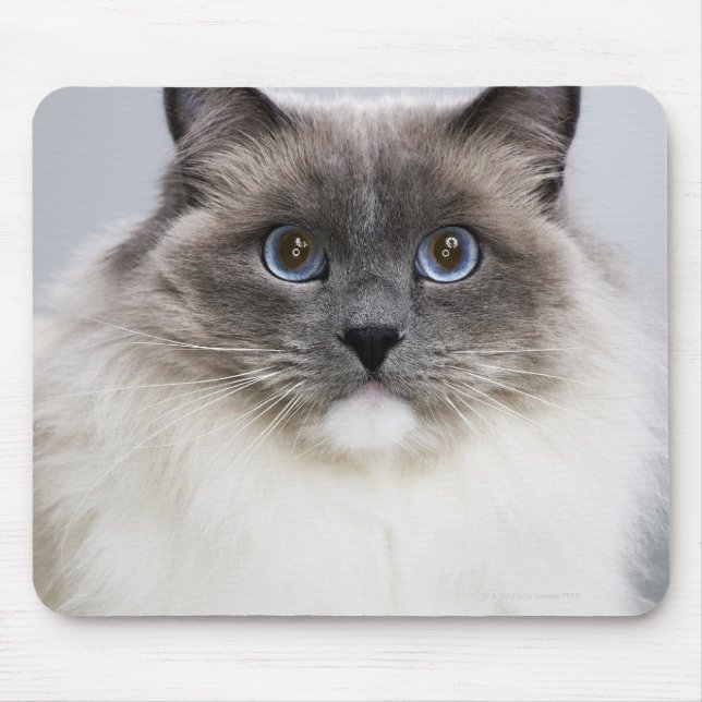 Portrait of Ragdoll cat Mouse Mat (Front)