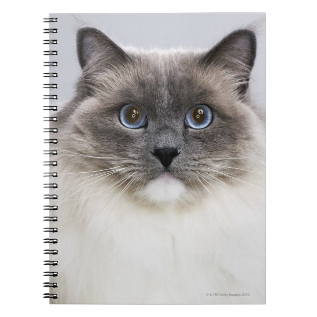 Portrait of Ragdoll cat Notebook (Front)