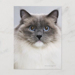 Portrait of Ragdoll cat Postcard