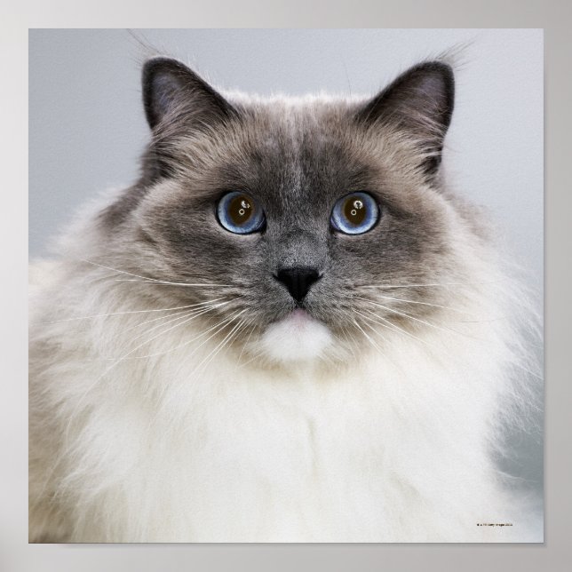 Portrait of Ragdoll Cat Poster (Front)