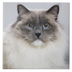 Portrait of Ragdoll cat Tile