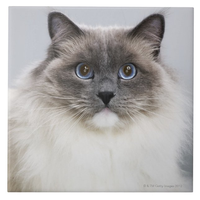 Portrait of Ragdoll cat Tile (Front)