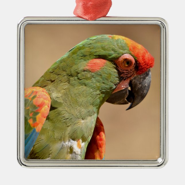 Portrait of red-fronted macaw  metal tree decoration (Front)