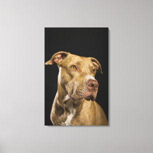 Portrait of red nose pitbull with black canvas print