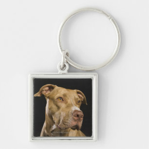 Portrait of red nose pitbull with black key ring