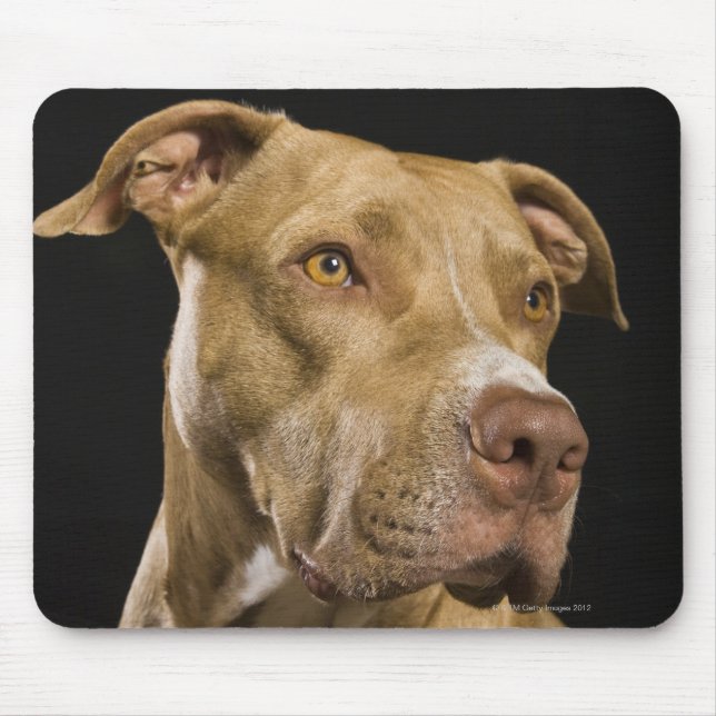 Portrait of red nose pitbull with black mouse mat (Front)