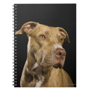 Portrait of red nose pitbull with black notebook