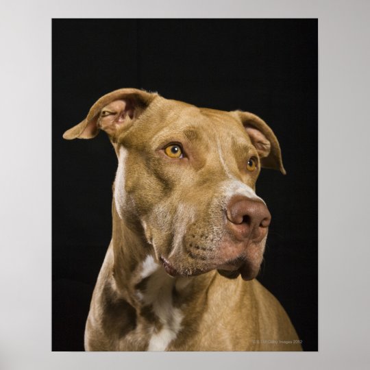 Portrait Of Red Nose Pitbull With Black Poster Zazzle Co Uk