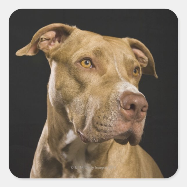 Portrait of red nose pitbull with black square sticker (Front)